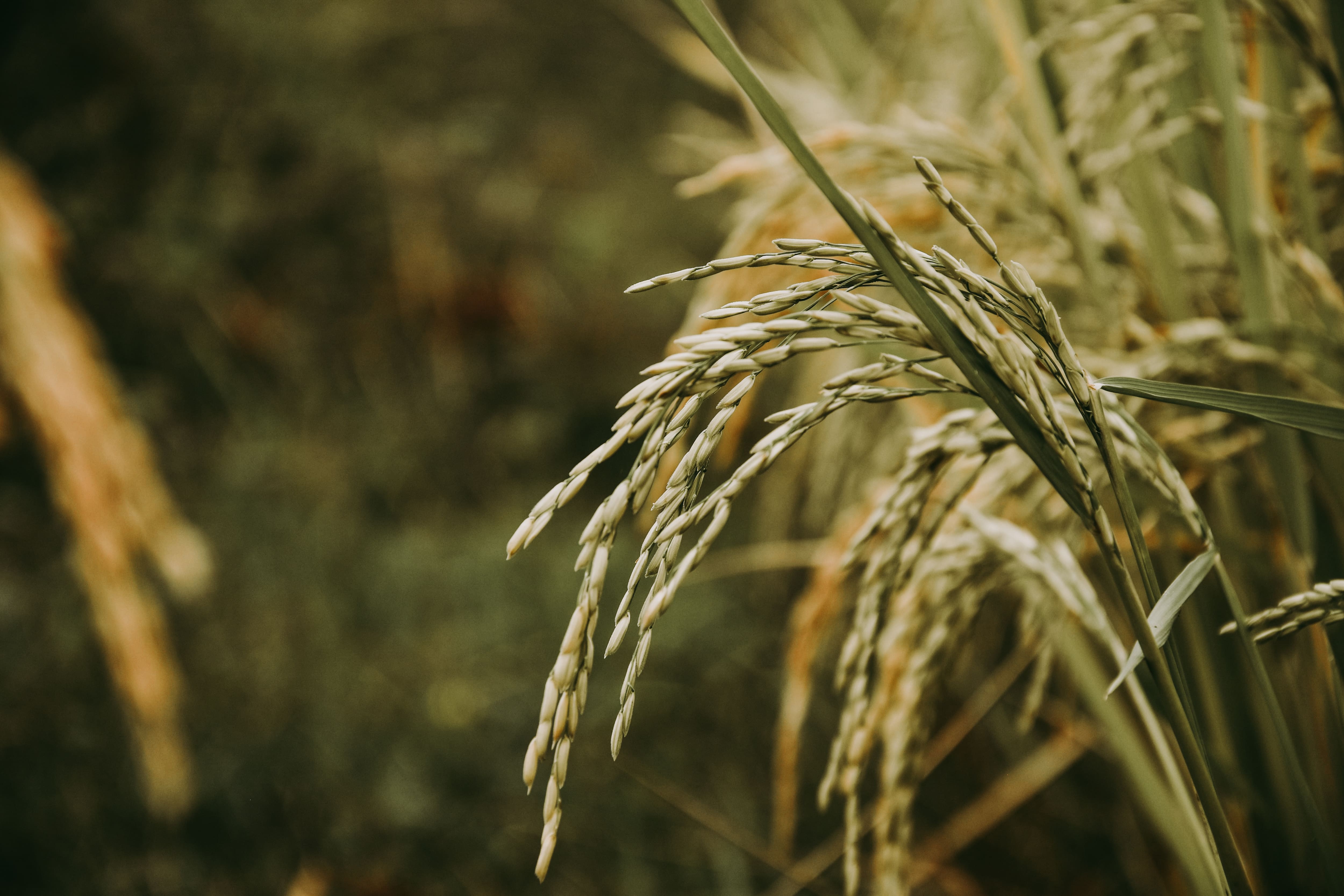 12 types of rice that you can buy on Grofers