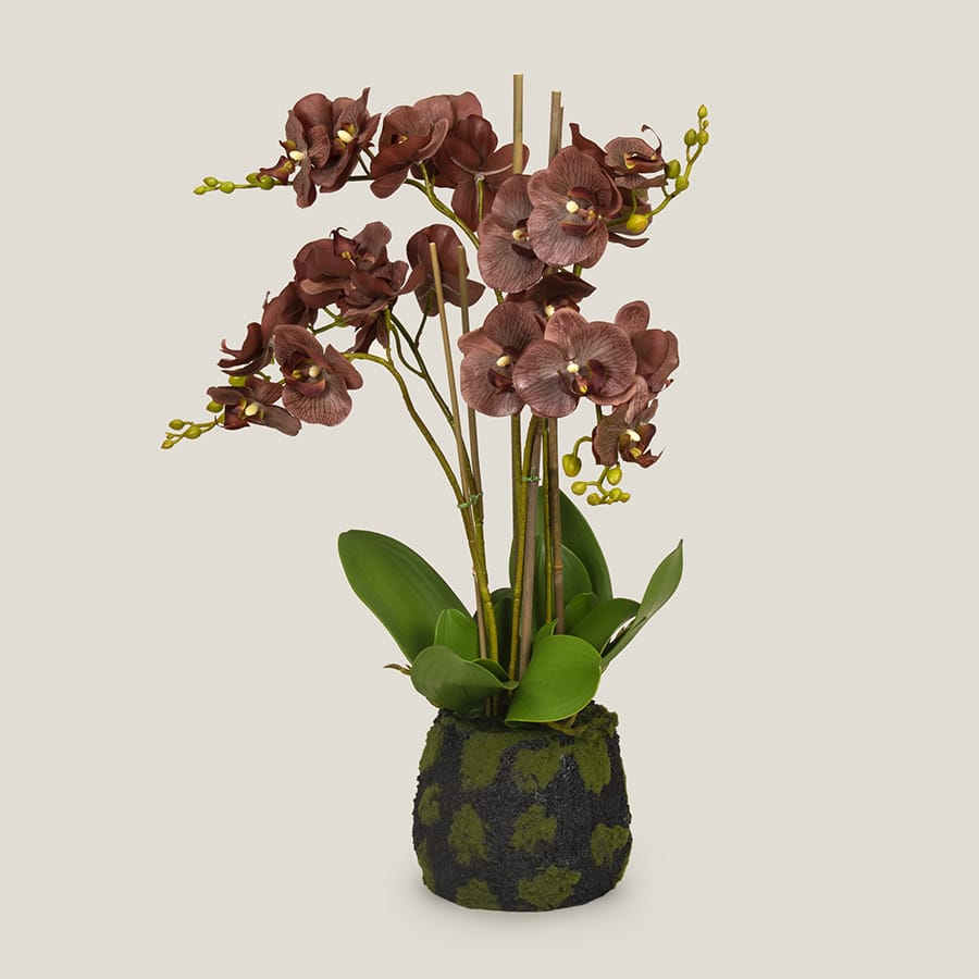 Brown Phalaenopsis Potted Plant S