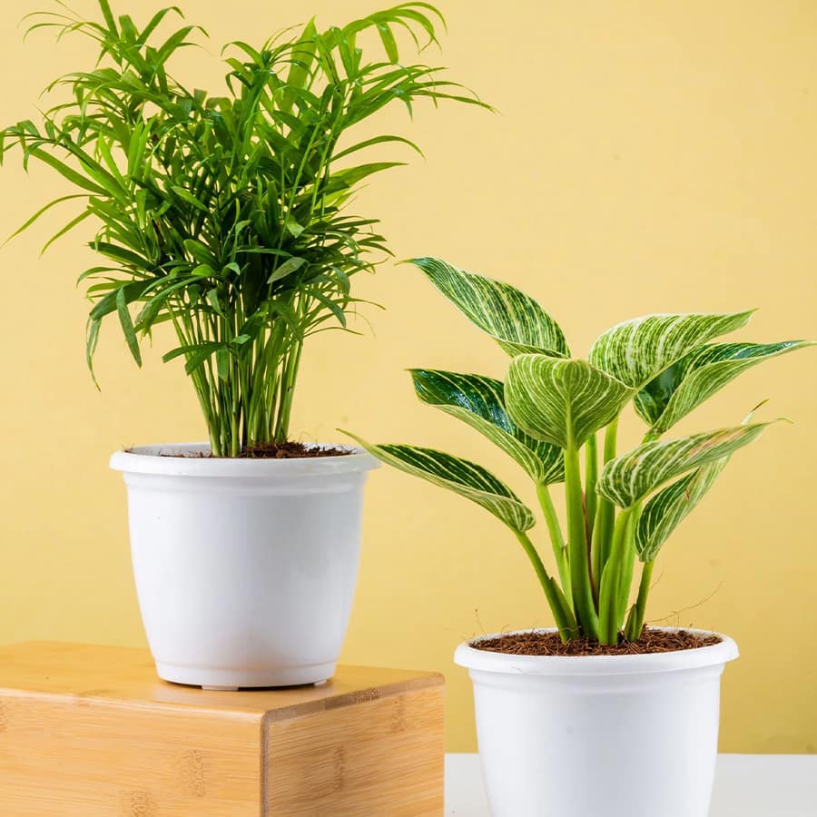 Good luck jade plant (size: small)