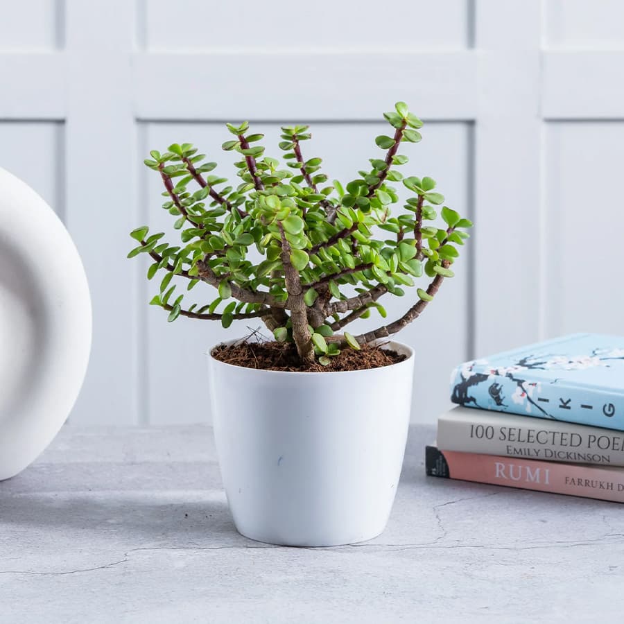Good luck jade plant (size: small)