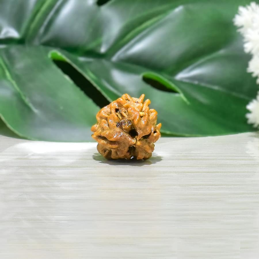 3 MUKHI RUDRAKSHA