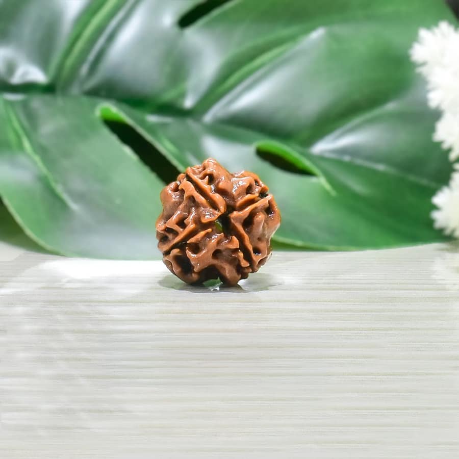4 mukhi Rudraksha
