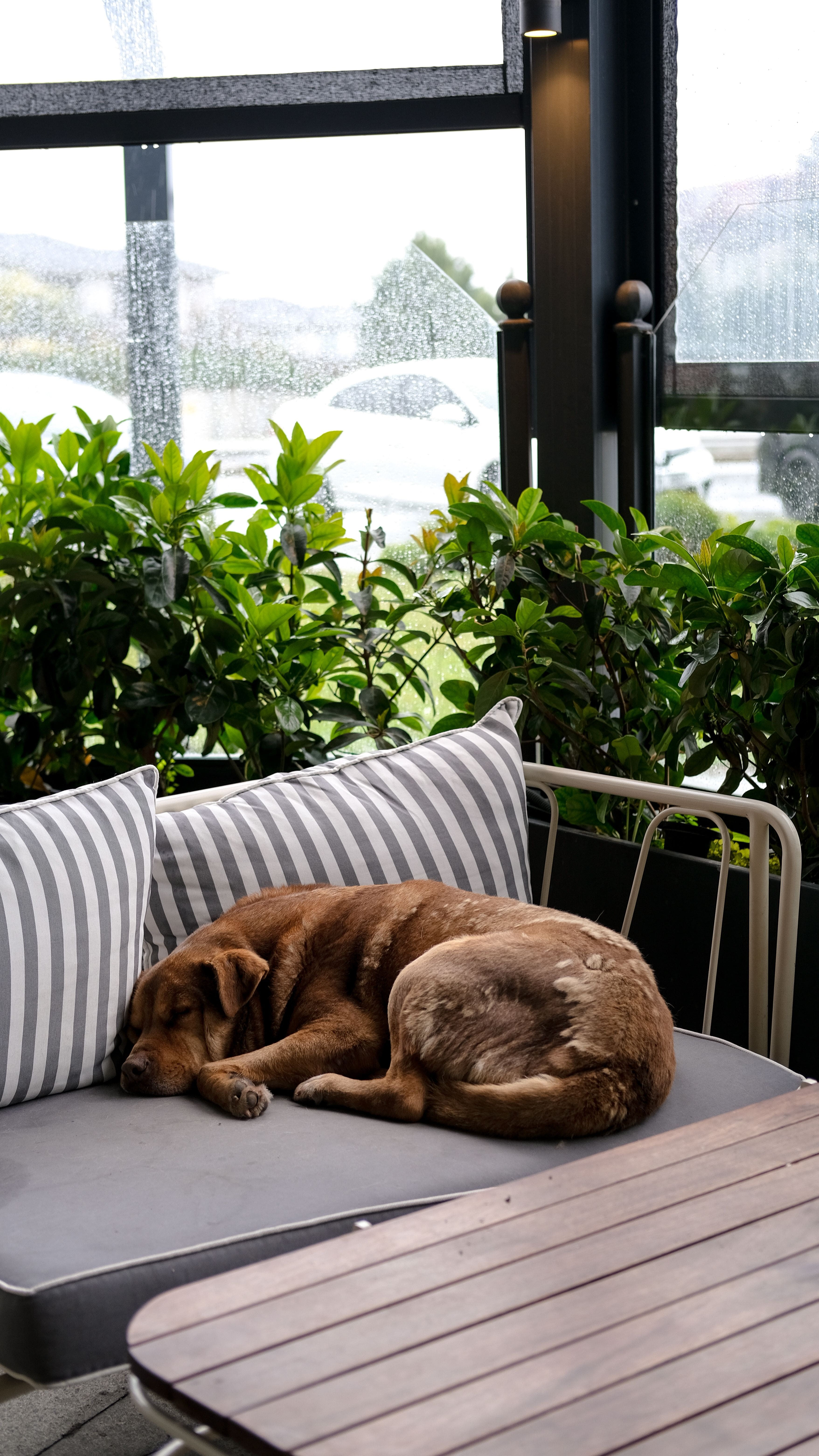 Delhi NCR Cafes Made for Dates With Your Pet