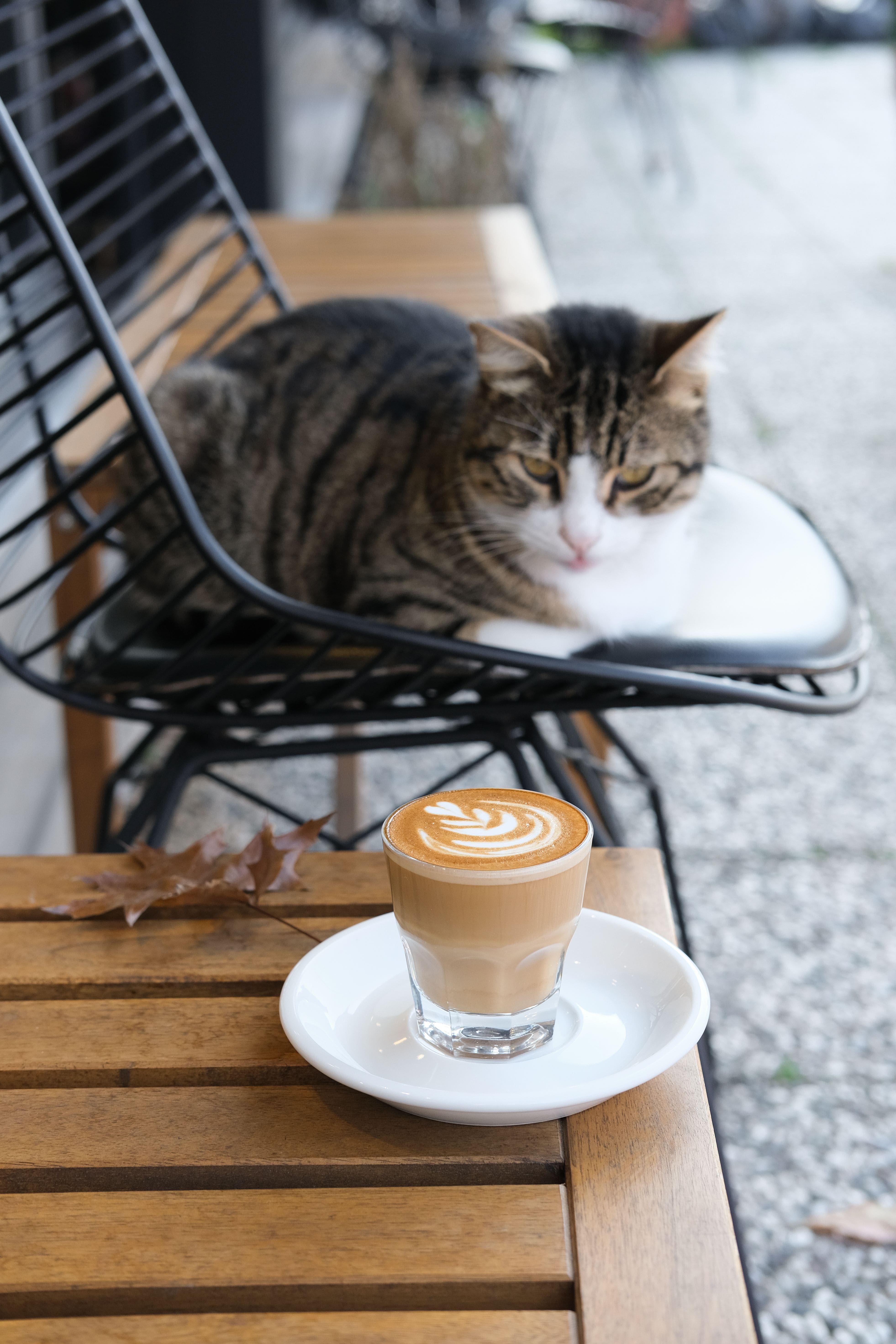 Pet-Friendly Cafes and Restaurants in Pune