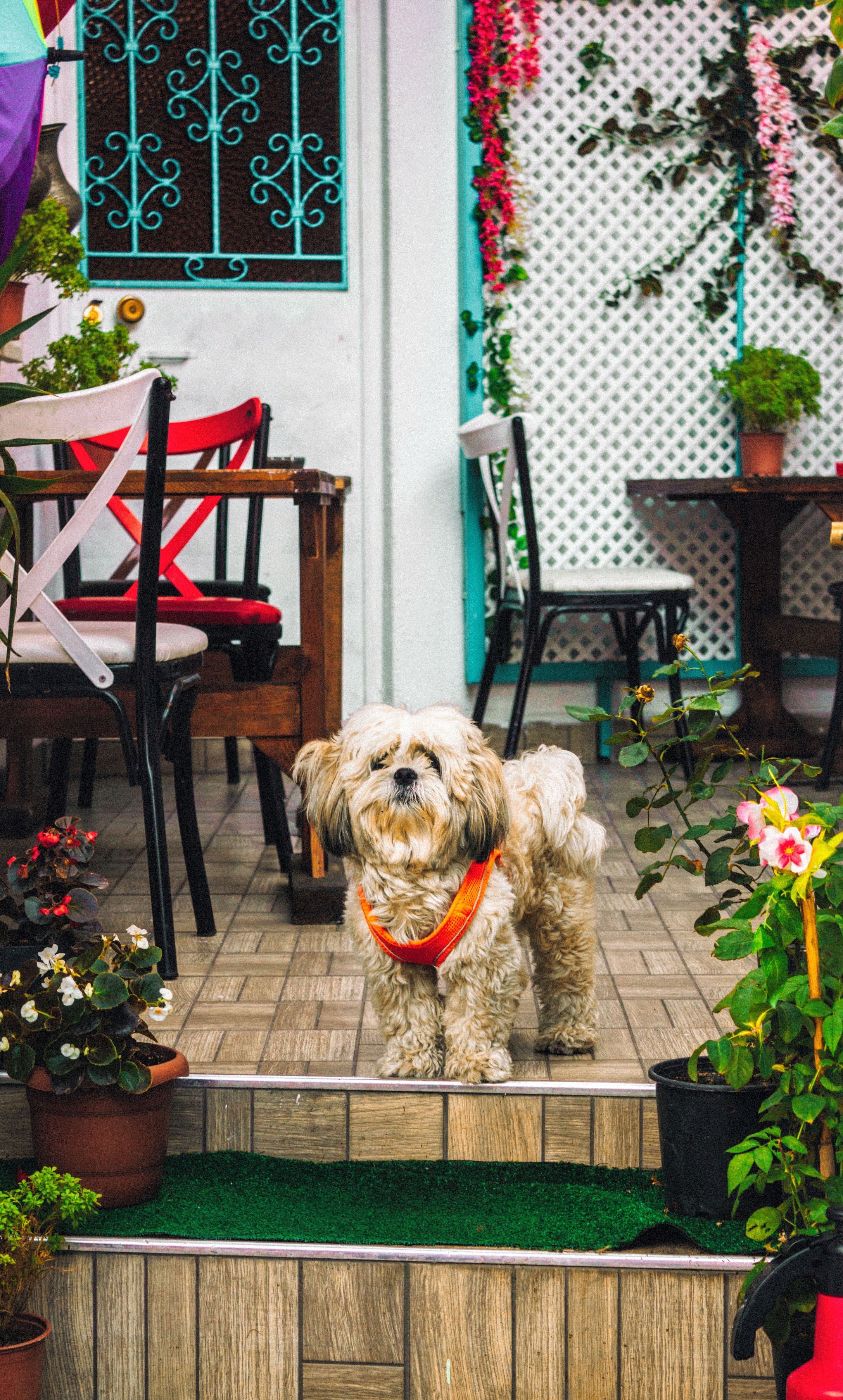 Pet-Friendly Spots in Chennai for your Next Outing