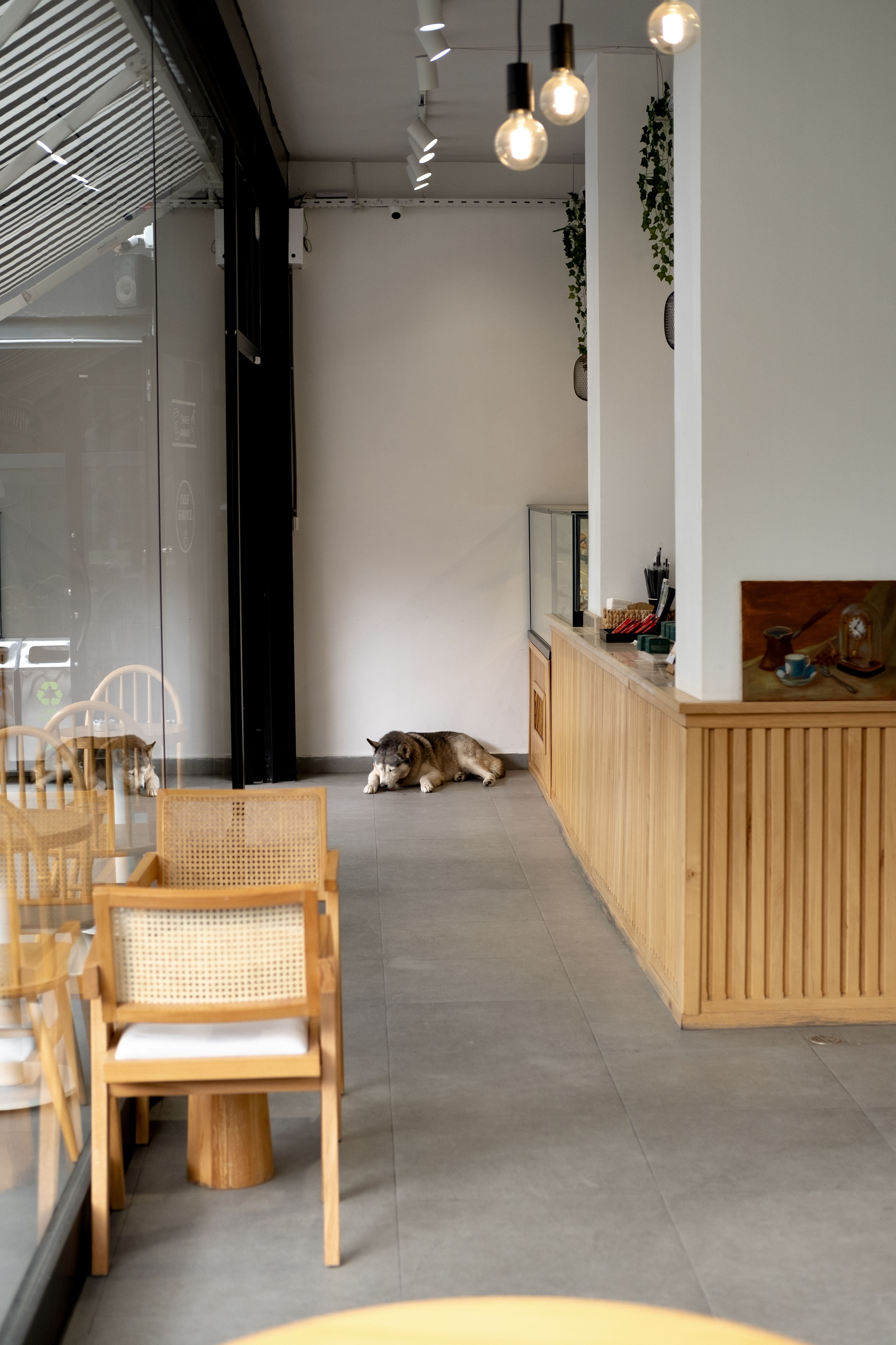 pet friendly restaurants near me, dog cafe near me, pet friendly cafes, dog friendly restaurants near me, pet friendly restaurants - Where to Dine Out with Your Furry Friend in Ahmedabad - img1