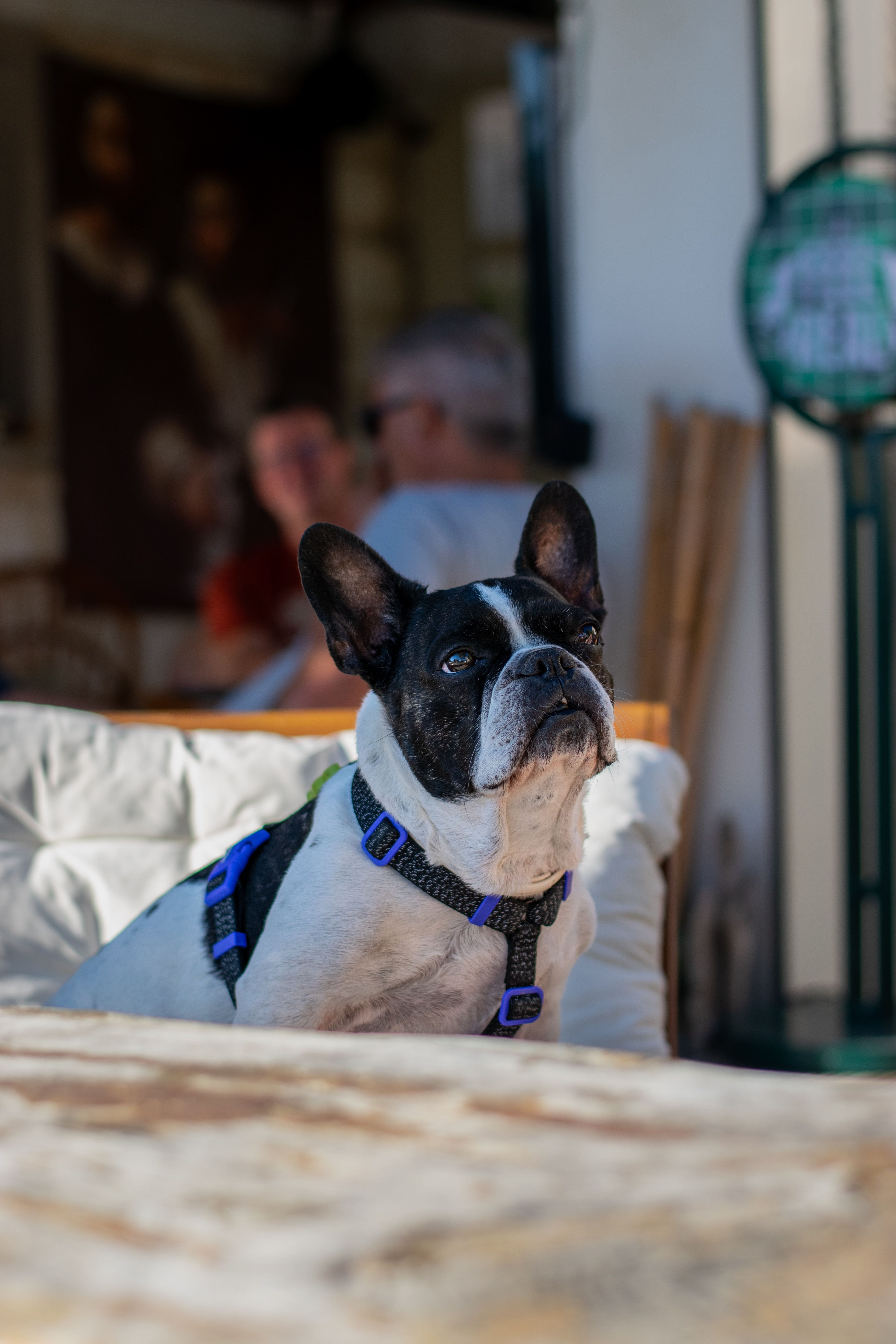 pet friendly places, pet friendly cafes, pet friendly dining, dog friendly restaurants, dog friendly cafes - Paws, Plates & Goa Plans: Pet-Friendly Spots Worth Bookmarking - img1