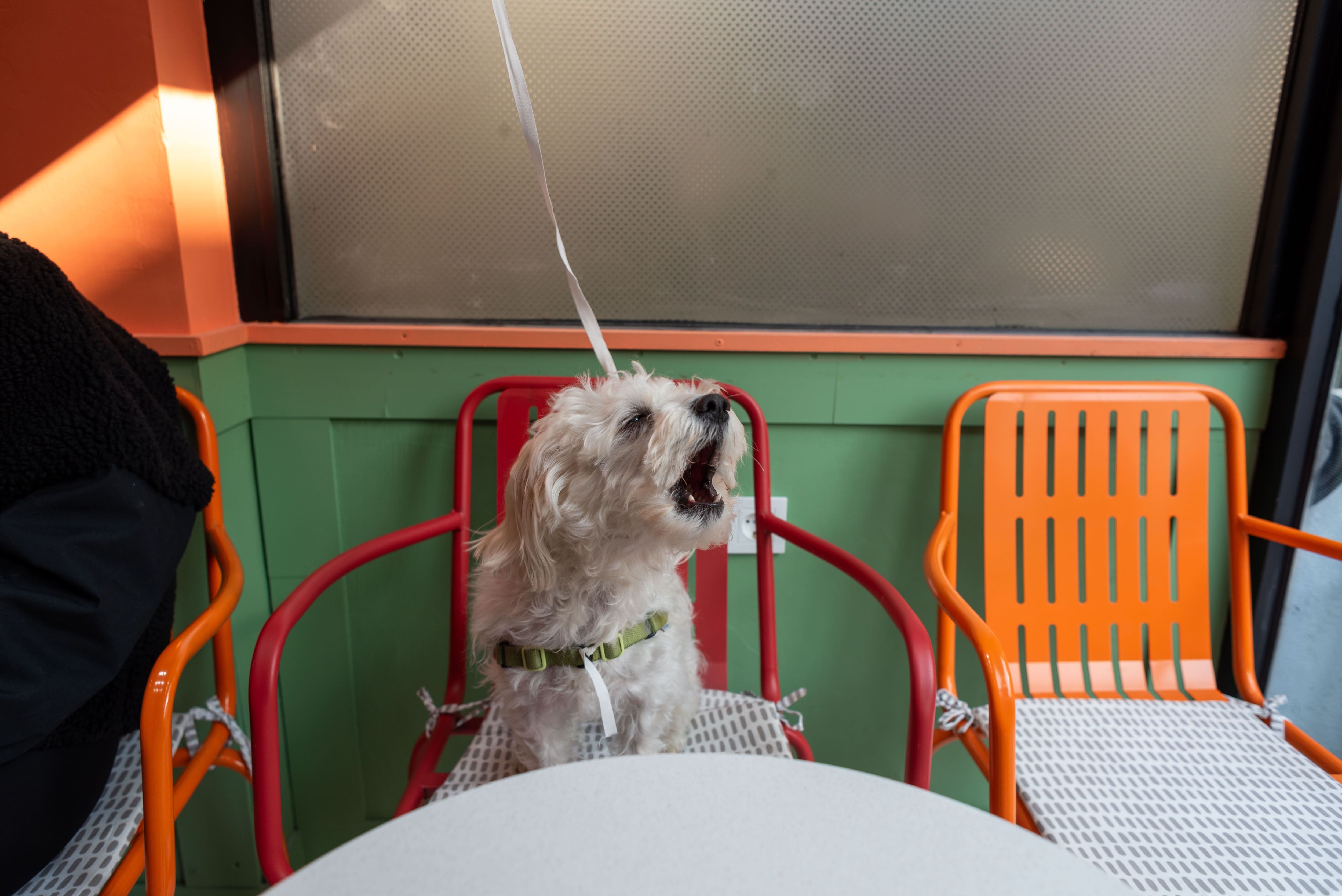 pet friendly places, pet friendly cafes, pet friendly dining, dog friendly restaurants, dog friendly cafes - Cafes in Jaipur Your Pet Will Approve - img1