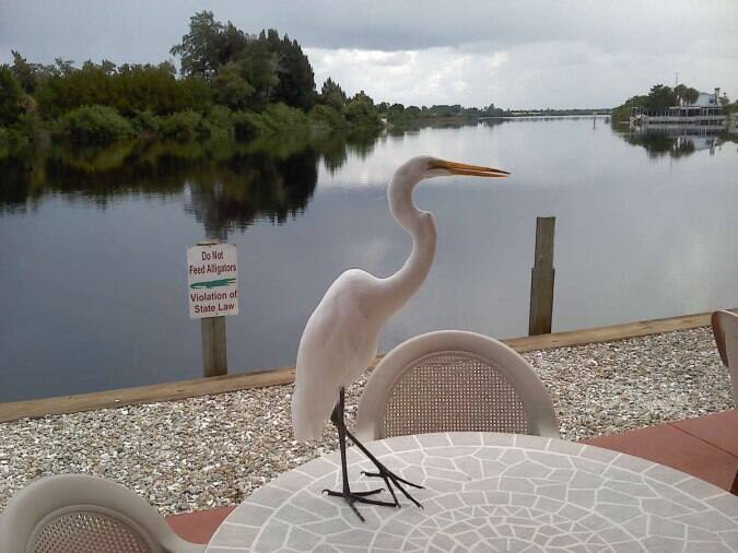Myakka River Oyster Bar Menu, Menu for Myakka River Oyster Bar, Venice