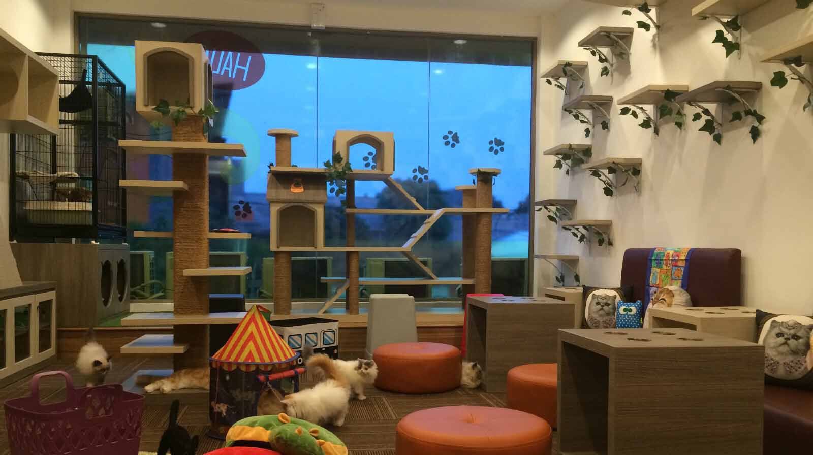 cutie cat cafe