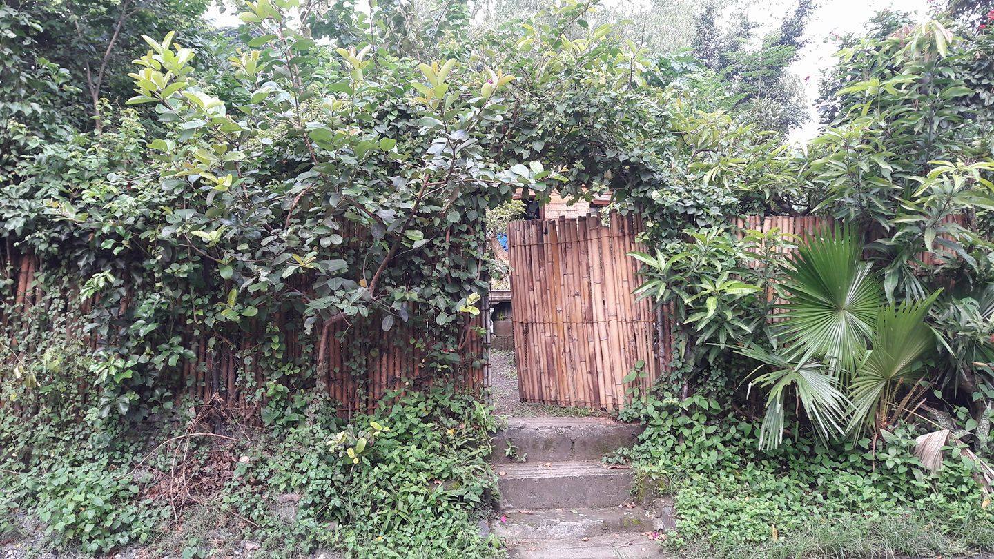 Bonsai Garden Up Diliman Rates Fasci Garden