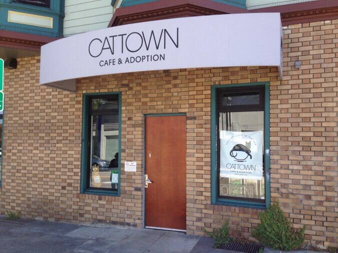 Cat Town