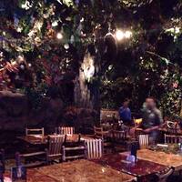 Rainforest Cafe Photos Pictures Of Rainforest Cafe