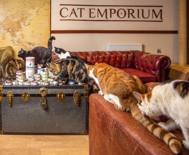 cat emporium bethnal green