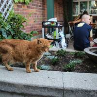Bill S Beer Garden क फ ट एव च त र Ann Arbor