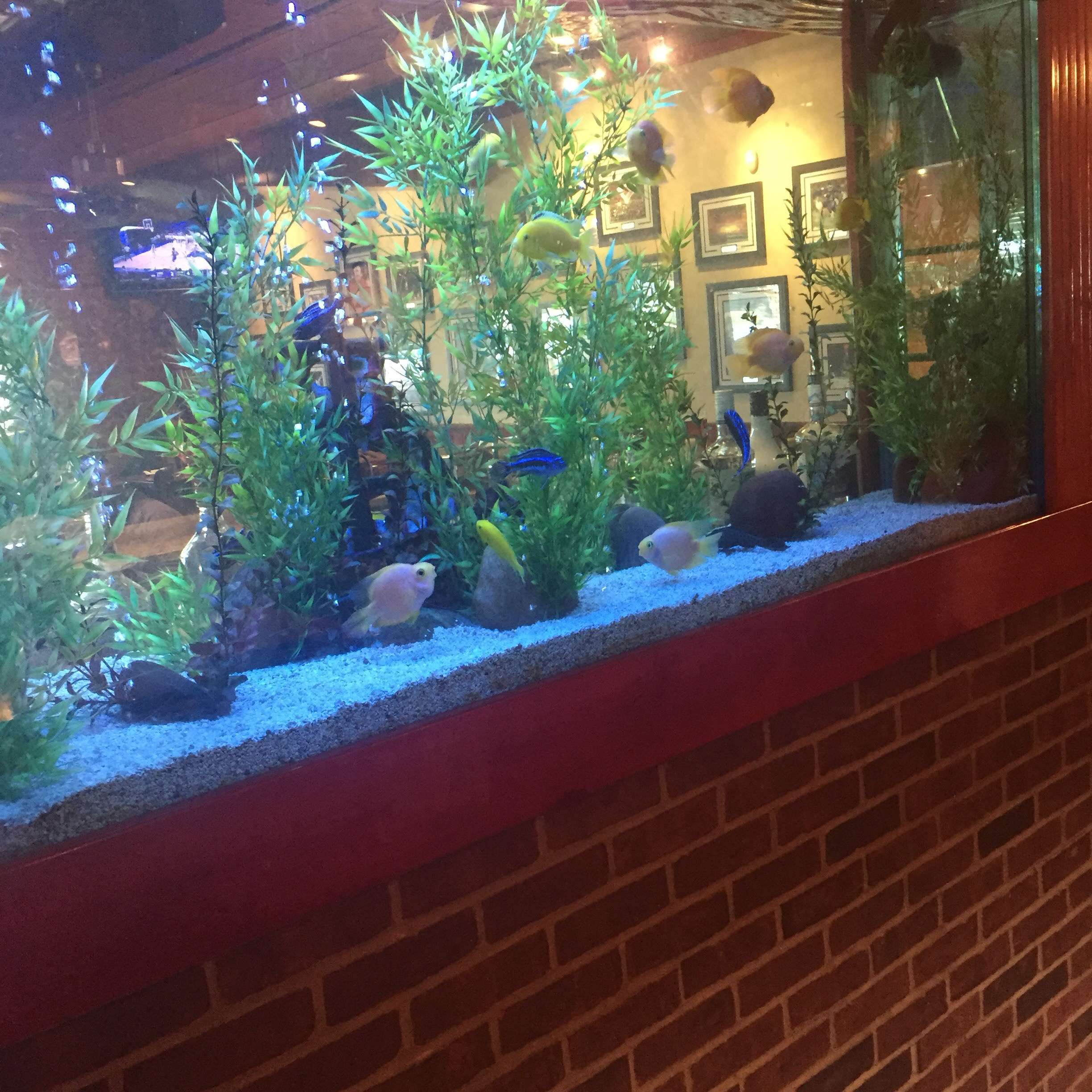 cheddars fish tank