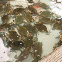 Ms Apple S Crab Shack Photos Pictures Of Ms Apple S