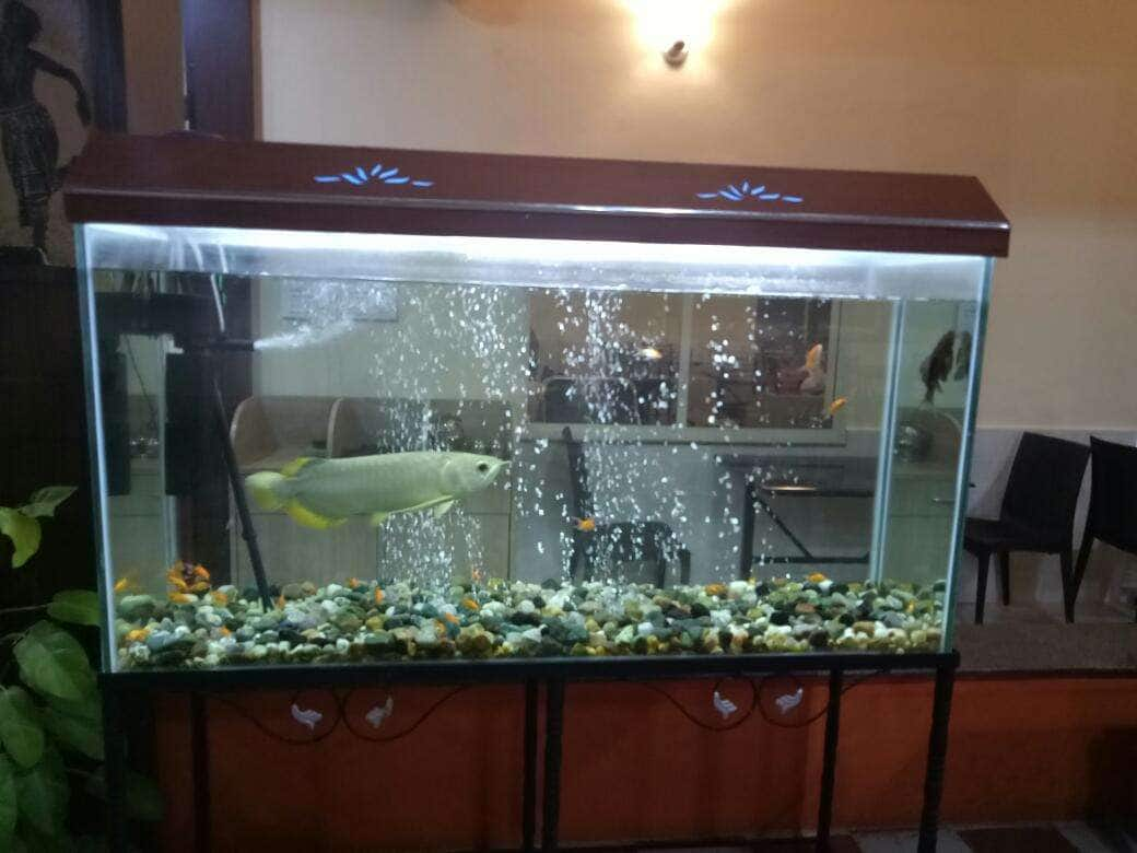 770 Dekorasi Aquarium Filter Samping HD Terbaru