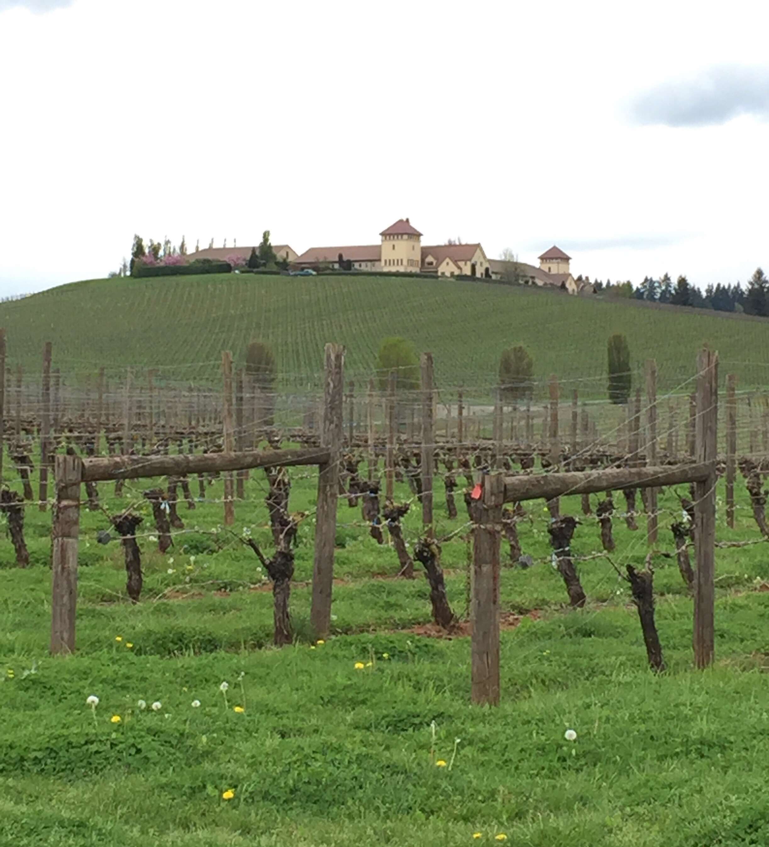 King Estate Winery, Eugene, Eugene