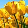 Vipin Sharma