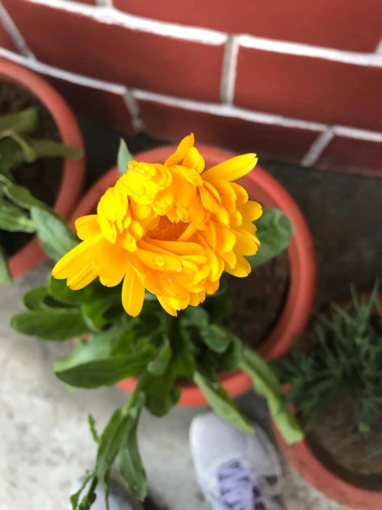 Col Balachandrudu Sahukara