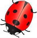 MrsBug