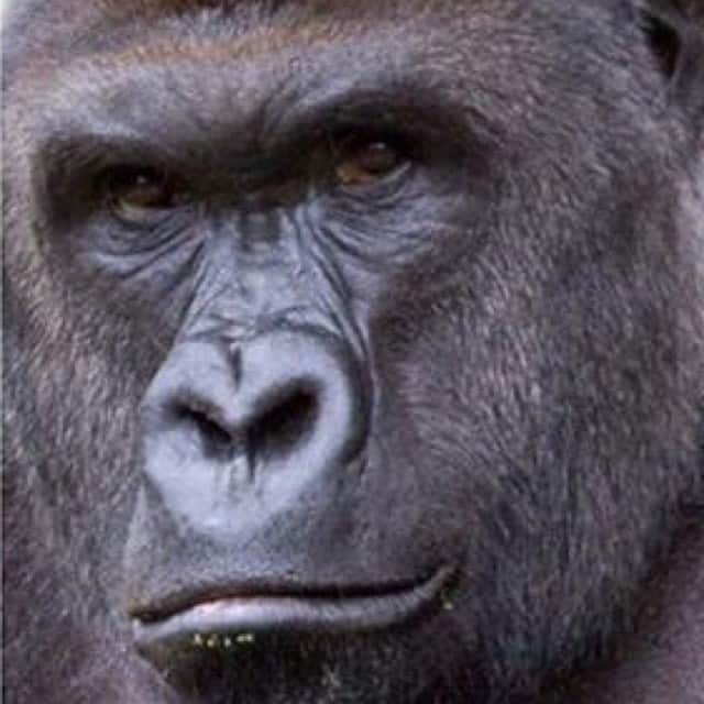Harambe