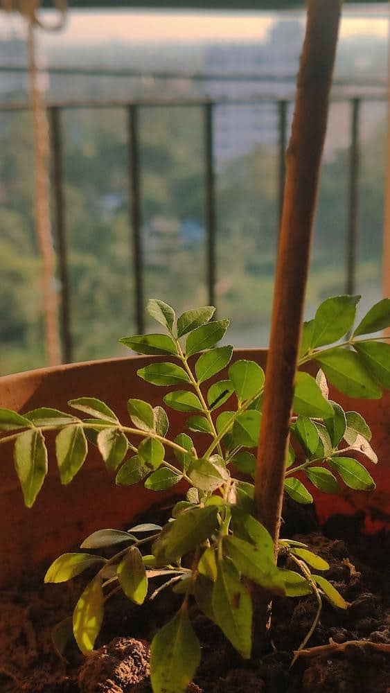 Rudra Bibhu Bhattacharyya