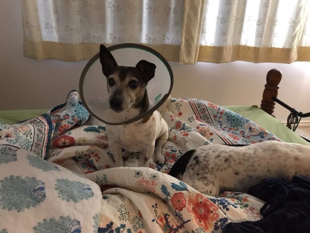 Simply Beautiful Biscuits, 120 Wellington St in Mosman Park