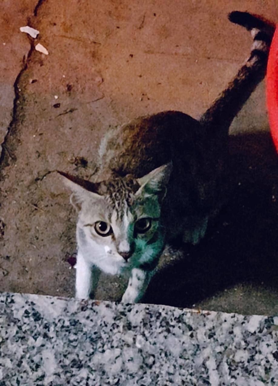 Prashant Kumar Sharma