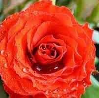 Pushpalatha Nakkanaboina