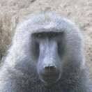 Mr Shawn & Miss Chicken