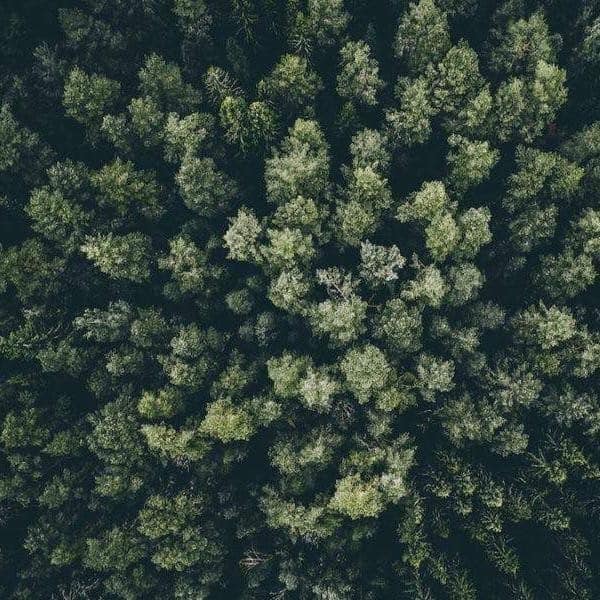 LITTLE FOREST