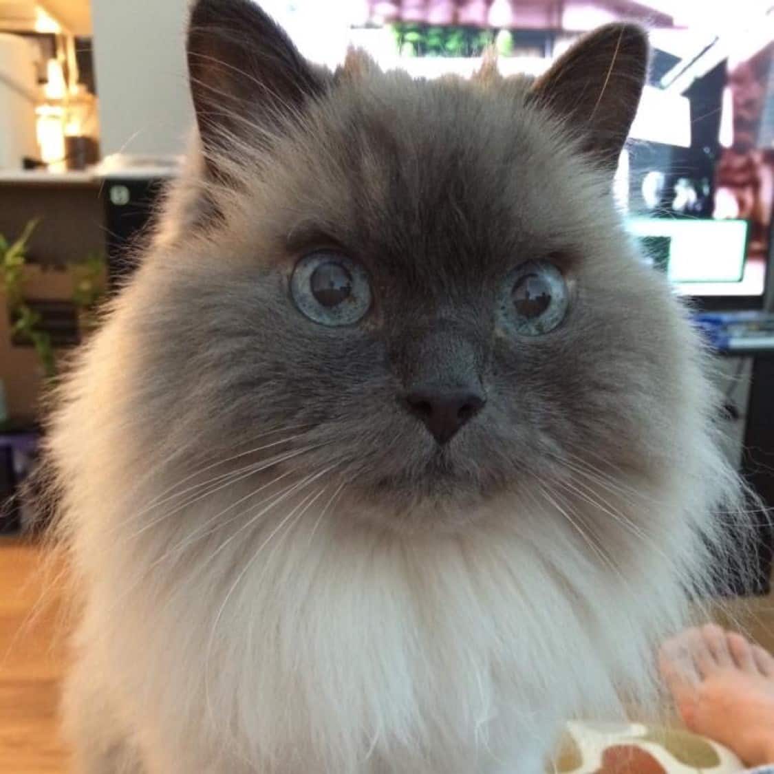 Nuinui The Cat