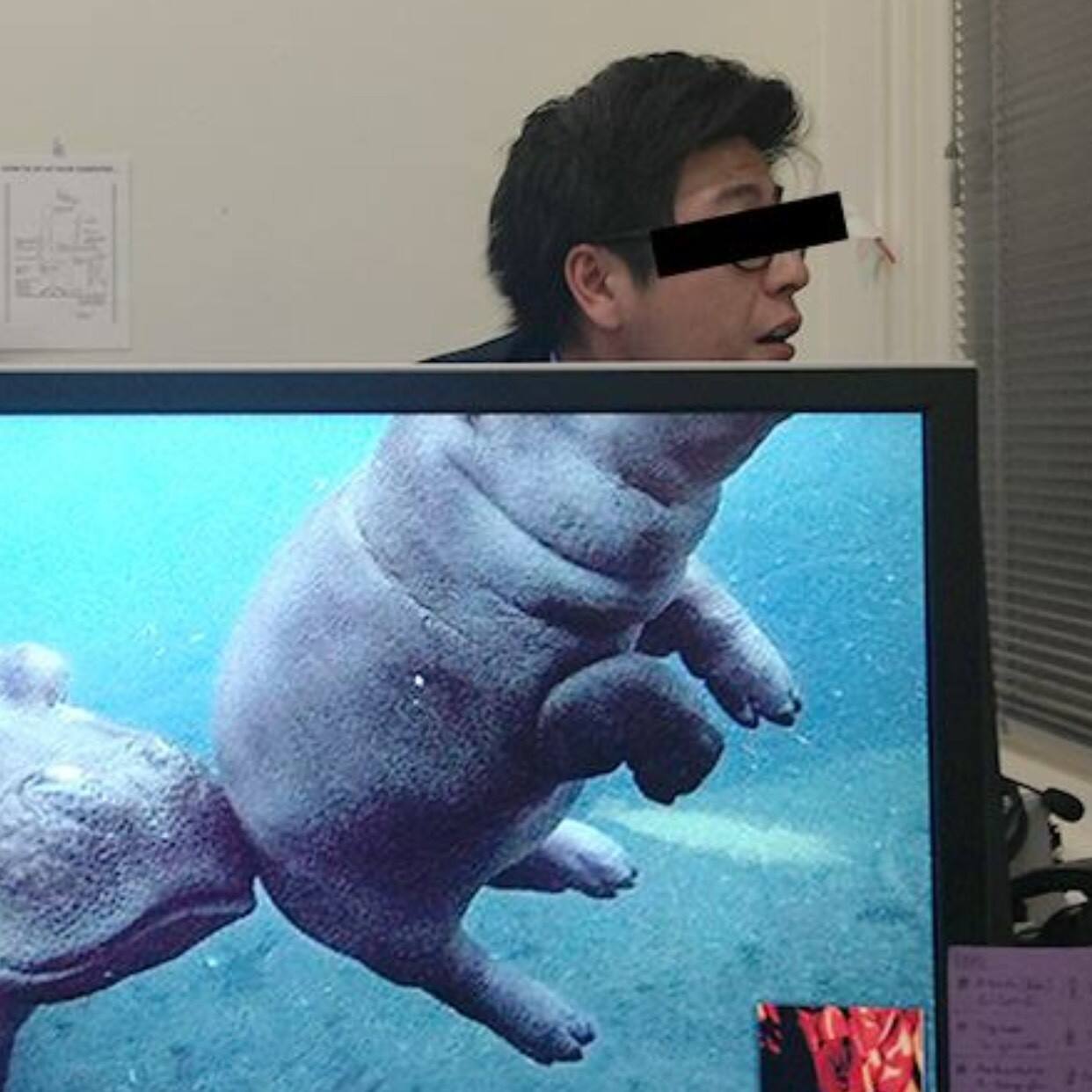 Hungry Hippo