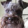 Barney's profile image