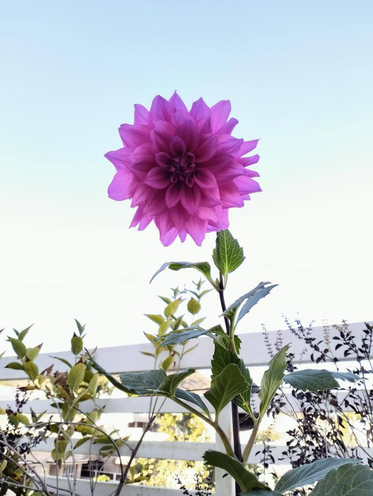 Rudra Pratap Singh Chouhan