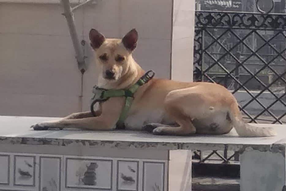 Christina Vincent Osta