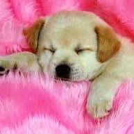 Vishvatha Radhakrishnan