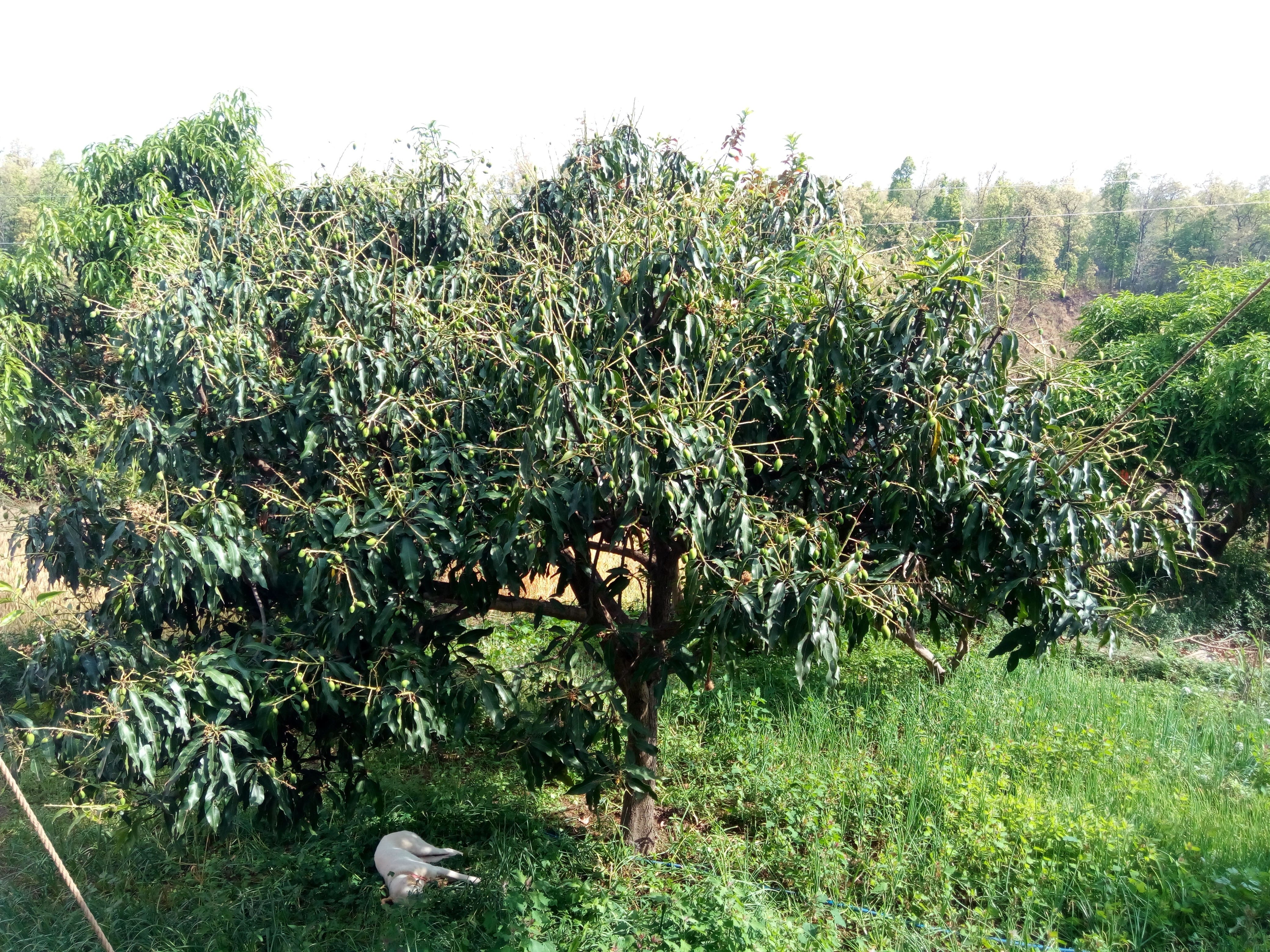 Yash Indi Food Lover