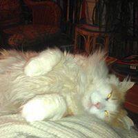 Maurice Michael Alvarez-toye