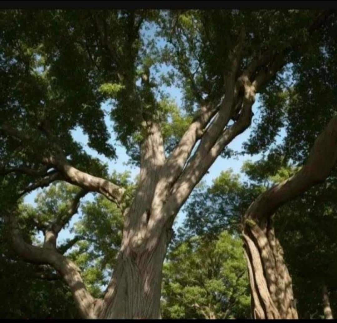 TEJSVNI   (please Place Parcel ON PARCEL COUNTER )