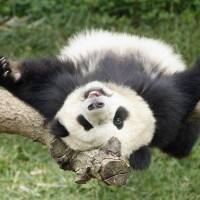 The Hungry Panda